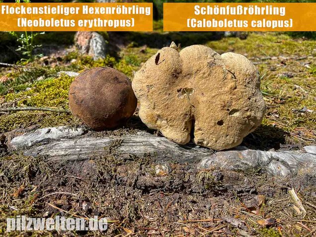Schönfußröhrling, Caloboletus calopus