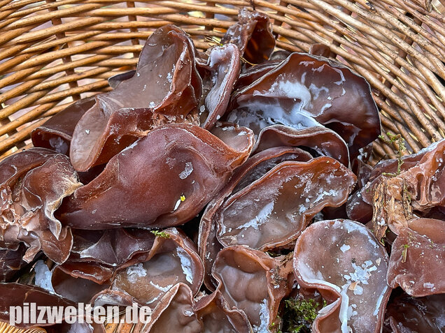 Judasohr, Auricularia auricula-judae