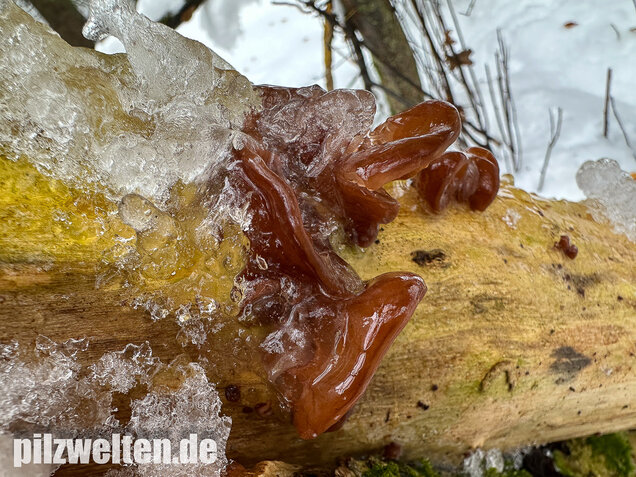 Judasohr, Auricularia auricula-judae