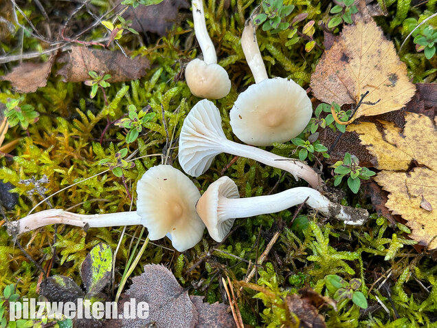 Jungfernellerling, Glasigweißer Ellerling, Cuphophyllus virgineus