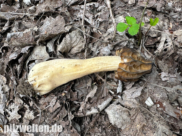 Käppchenmorchel, Morchella semilibera