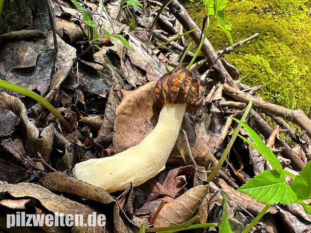 Käppchenmorchel, Morchella semilibera