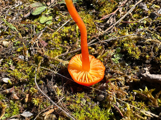 Kalkliebender Filzsaftling, Kalkholder Saftling, Hygrocybe calciphila