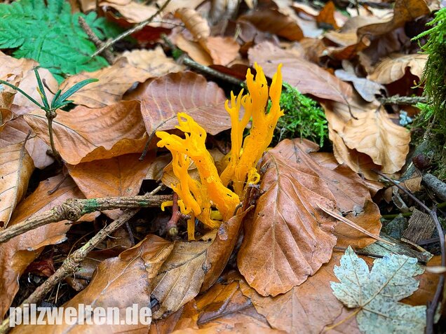 Klebriger Hörnling, Ziegenbart, Zwergerlfeuer, Calocera viscosa