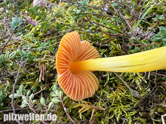Kugelsporiger Saftling, Hygrocybe subglobispora