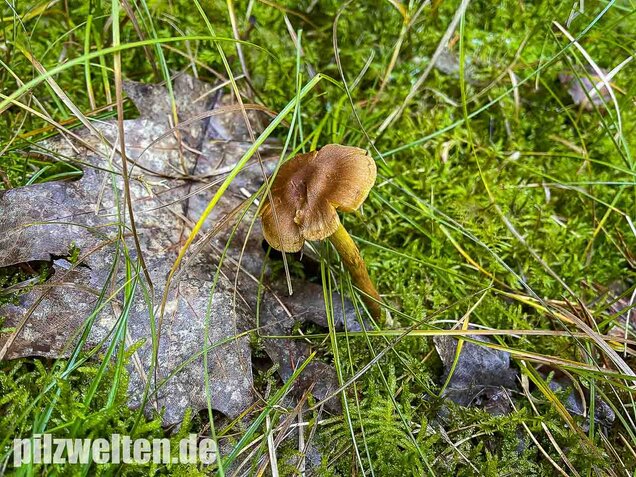 Orangefüssiger Hautkopf, Cortinarius bataillei