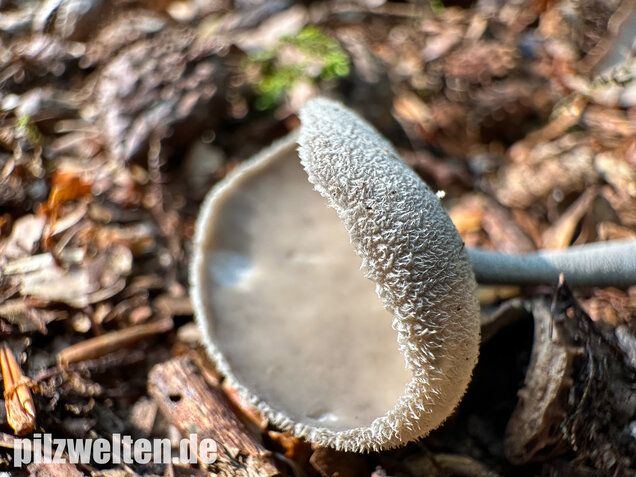 Langstielige Becherlorchel, Grauer Langfüßler, Helvella macropus