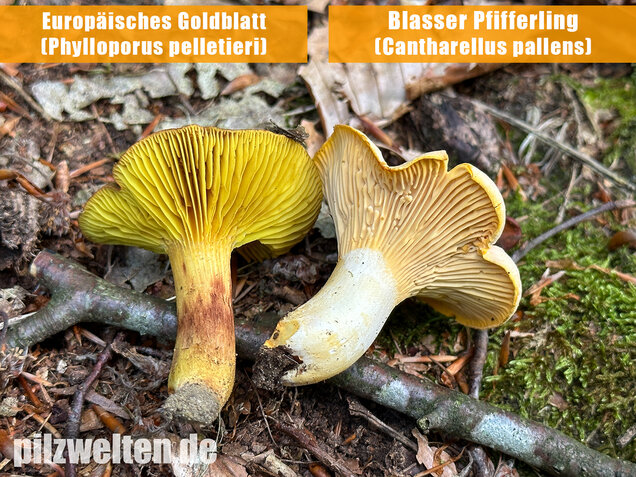Europäisches Goldblatt, Phylloporus pelletieri