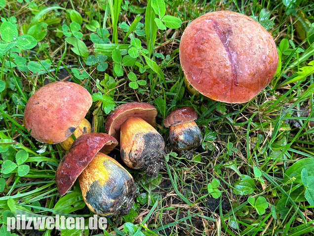 Rothütiger Hexenröhrling, Suillellus rubriceps