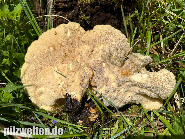 Schuppiger Porling, Cerioporus squamosus