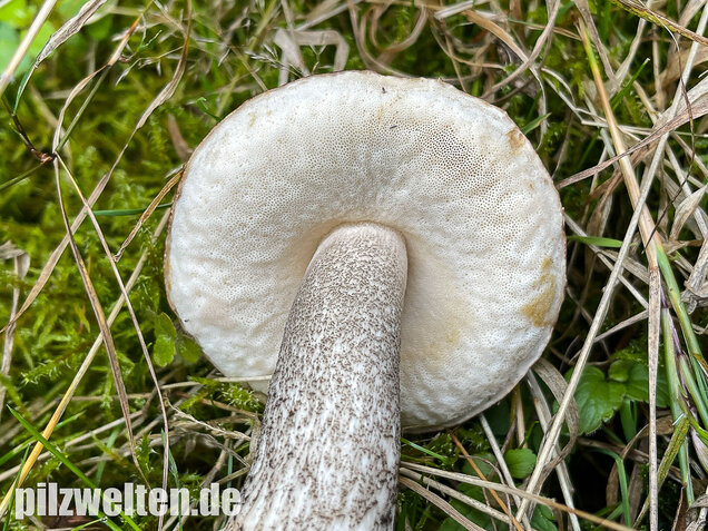 Schwarzhütiger Birkenpilz, Leccinum melaneum