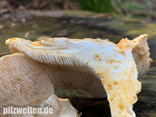 Semmelstoppelpilz, Hydnum repandum