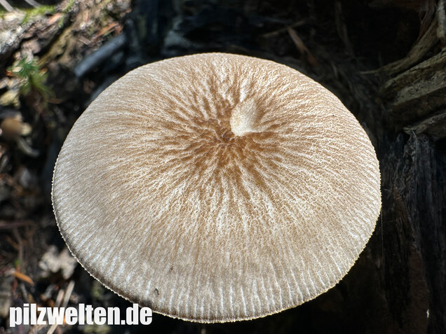 Verschiedenfarbiger Dachpilz, Pluteus plautus