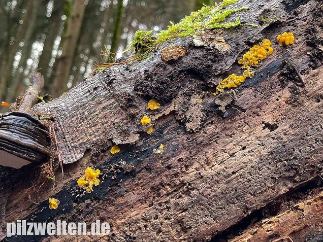 Weiden-Stängelbecherchen, Hymenoscyphus conscriptus