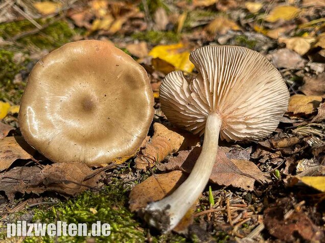 Weidenrötling, Entoloma sericatum