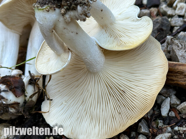 Weißer Büschelrasling, Leucocybe connata