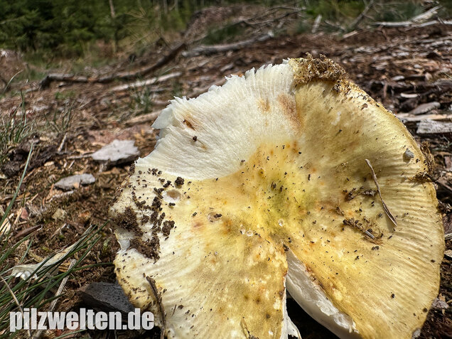 Weißstieliger Ockertäubling, Russula citrina / Russula violeipes var. citrina