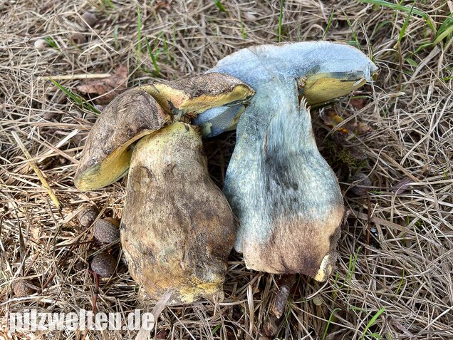 Wurzelnder Bitterröhrling, Caloboletus radicans