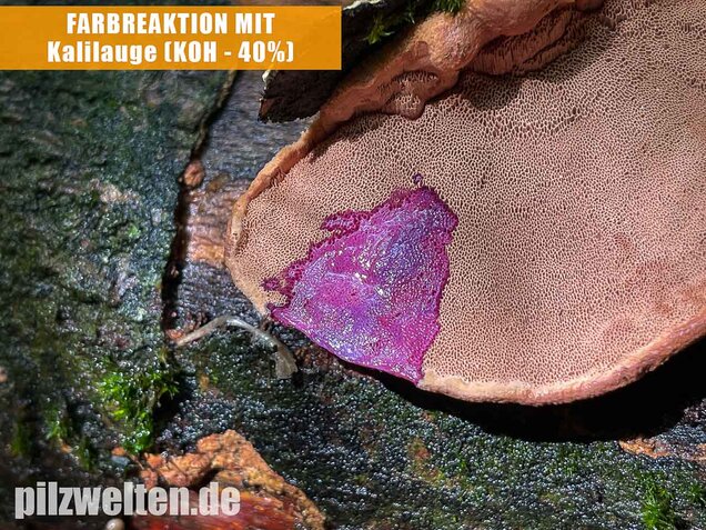 Zimtfarbener Weichporling, Hapalopilus rutilans
