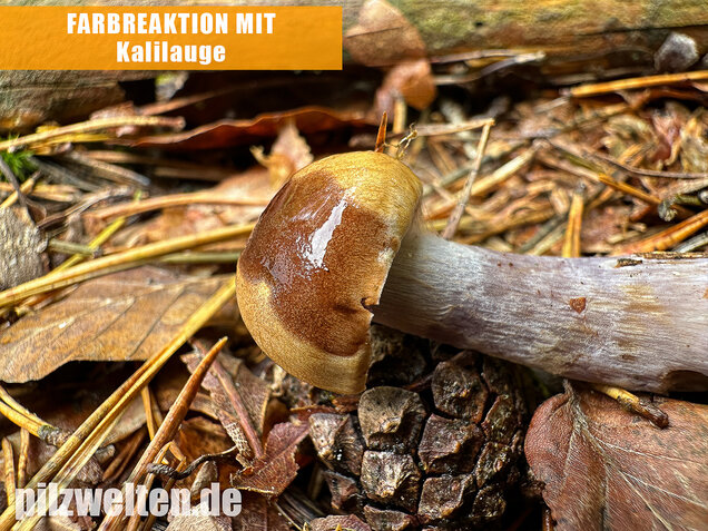 Zyanblättriger Klumpfuß, Cyanblättriger Klumpfuss, Thaxterogaster fulvo-ochrascens