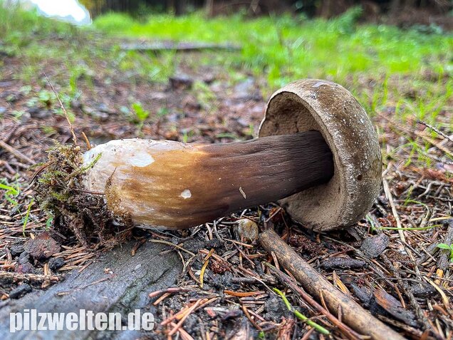 Düsterer Röhrling, Porphyrröhrling, Porphyrellus porphyrosporus