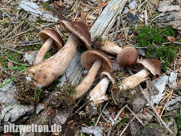 Dunkelbrauner Gürtelfuß, Cortinarius brunneus