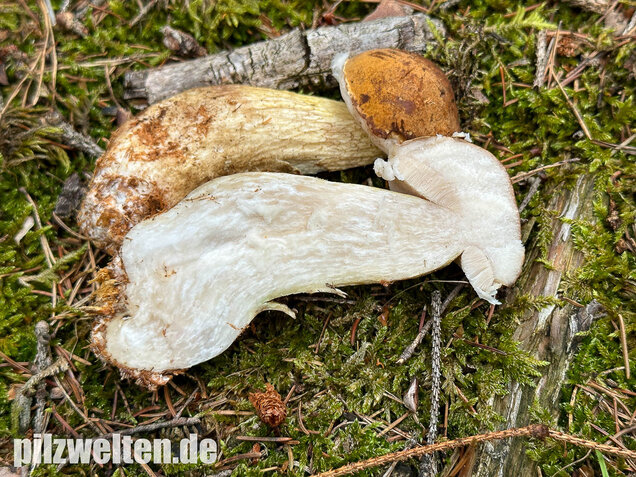 Gallenröhrling, Bitterling, Bitterpilz, Tylopilus felleus