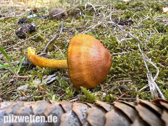 Orangerandiger Hautkopf, Cortinarius malicorius
