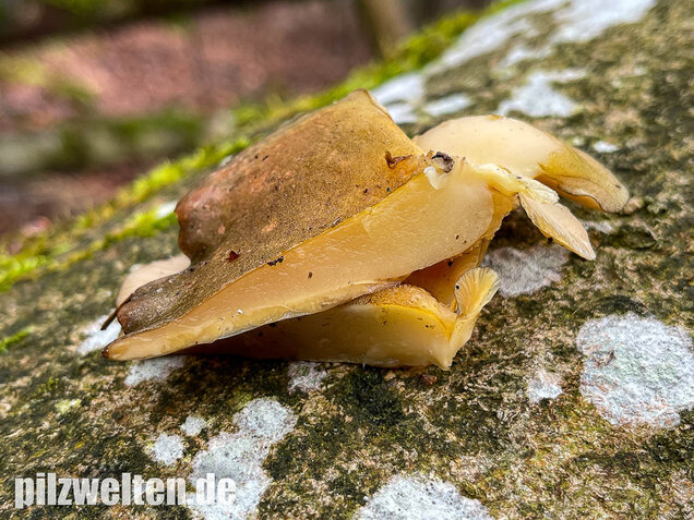 Gelbstieliger Muschelseitling, Sarcomyxa serotina