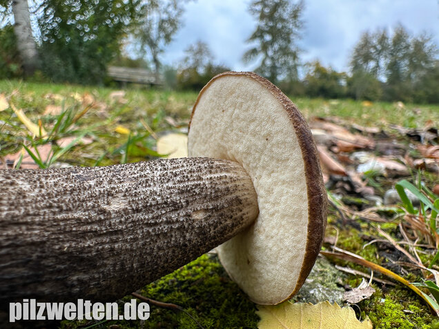 Gemeiner Birkenpilz, Langfuß, Birkenraufuß, Leccinum scabrum