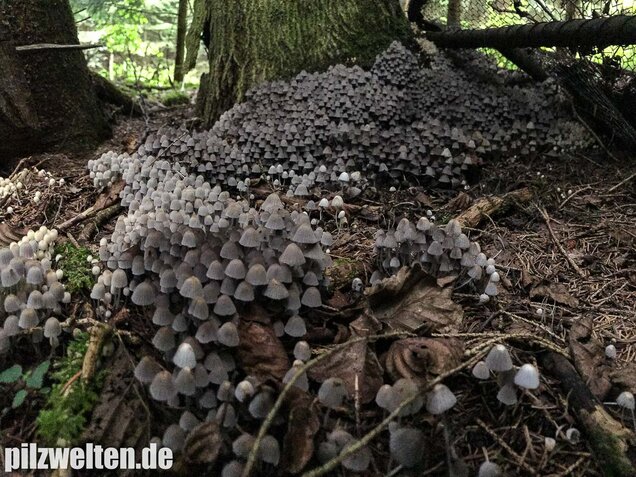 Gesäter Tintling, Coprinellus disseminatus