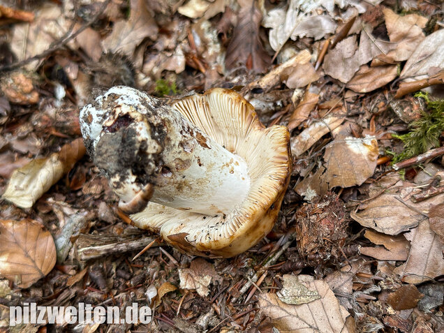 Gilbender Stinktäubling, Russula subfoetens