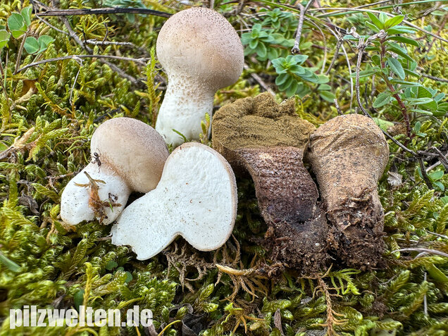 Grauer Stäubling, Trockenrasenstäubling, Lycoperdiscus lividus
