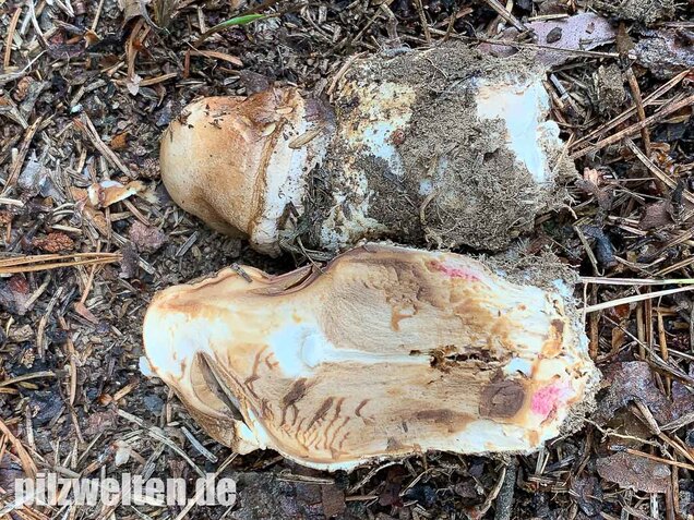 Großsporiger Riesenchampignon, Agaricus urinascens