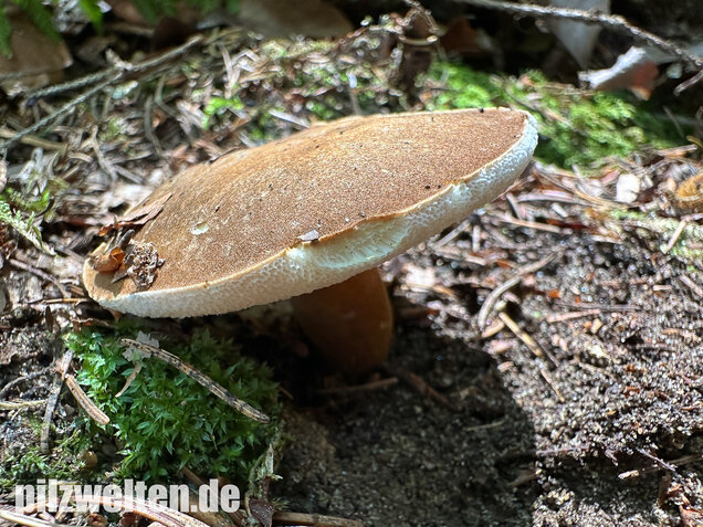 Hasenröhrling, Zimtröhrling, Gyroporus castaneus
