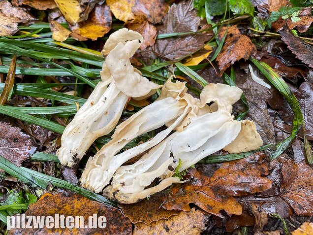 Herbstlorchel, Helvella crispa