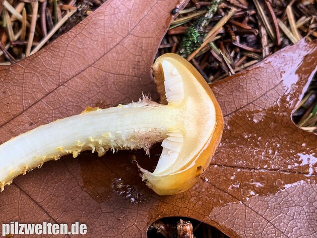 Hochthronender Schüppling, Pholiota limonella