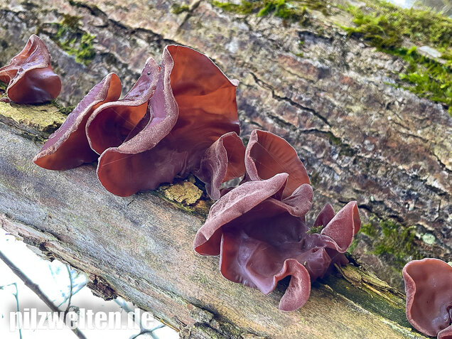 Judasohr, Auricularia auricula-judae