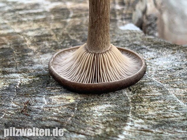 Kaffeebrauner Gabeltrichterling, Pseudoclitocybe cyathiformis