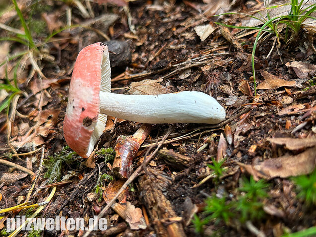Kleiner Rosatäubling, Russula minutula