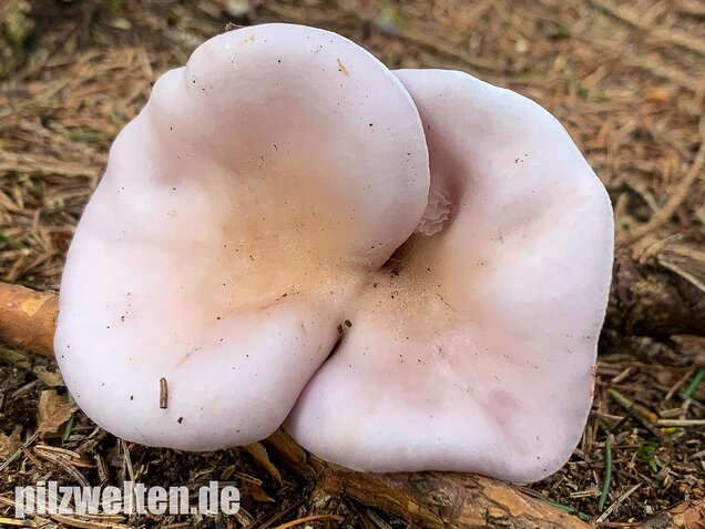 Lavendelfarbener Rötelritterling, Lepista glaucocana