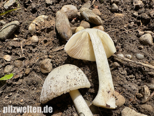 Mausgrauer Scheidling, Volvariella murinella