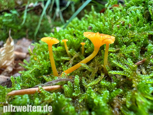 Orangeroter Heftelnabeling, Gelber Moosnabeling, Rickenella fibula