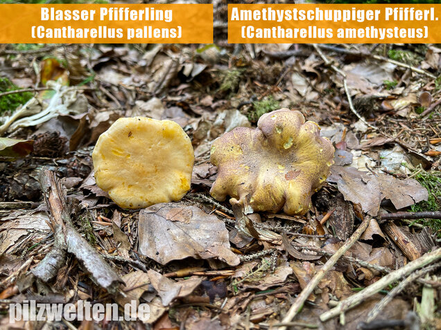 Blasser Pfifferling, Cantharellus pallens