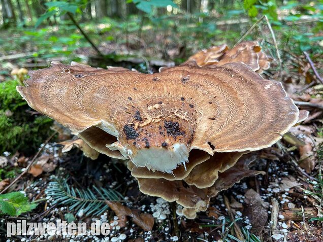 Riesenporling, Meripilus giganteus