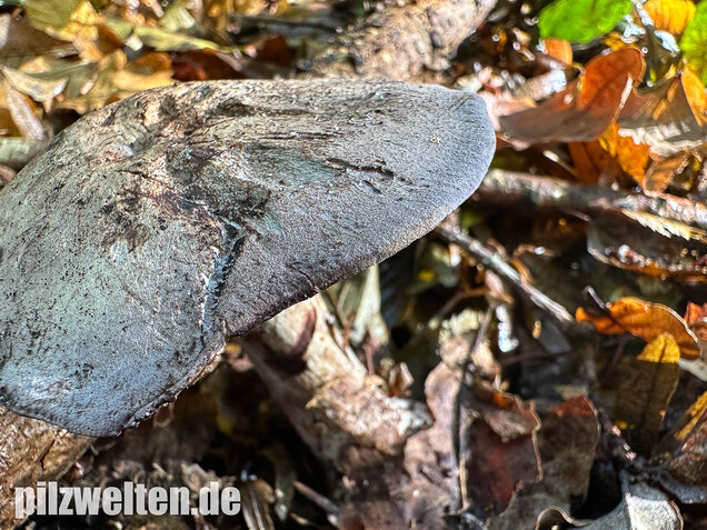 Gelbblättriger Rasling, Rötender Schönkopf, Calocybe favrei