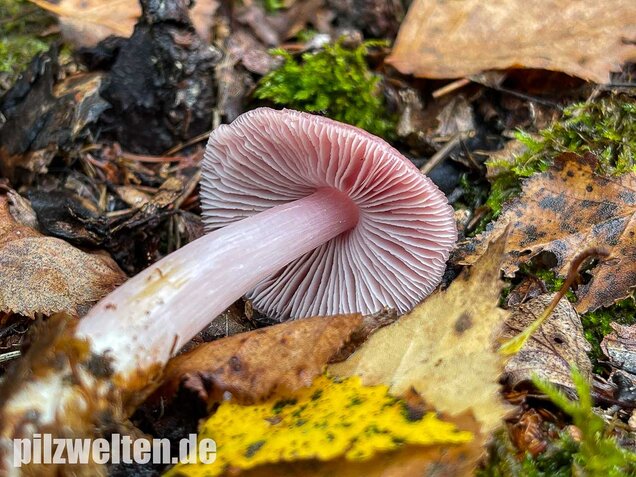 Rosa Rettichhelmling, Mycena rosea