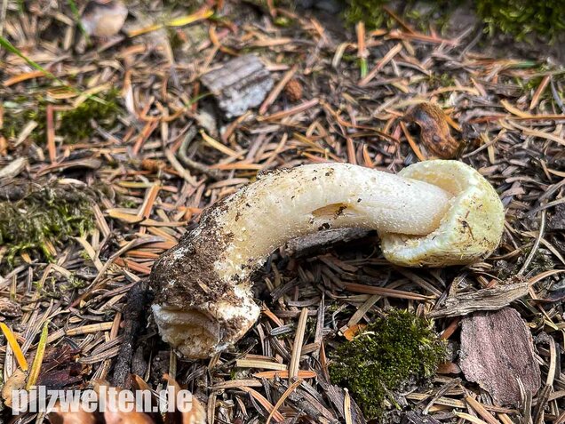 Schiefknolliger Anischampignon, Agaricus essettei