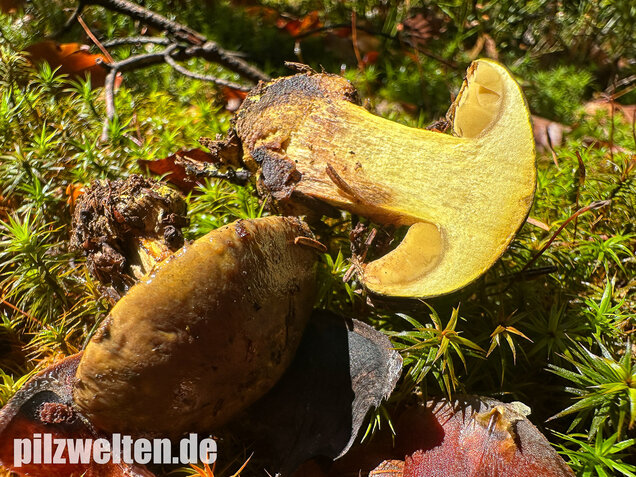 Schwarzgrüner Klumpfuß, Calonarius atrovirens