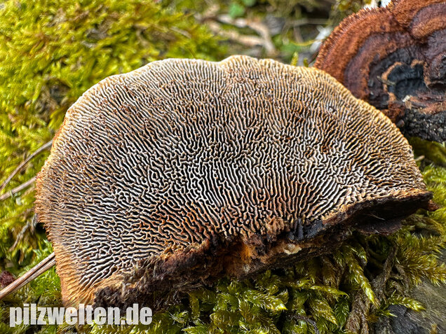 Tannenblättling, Gloeophyllum abietinum